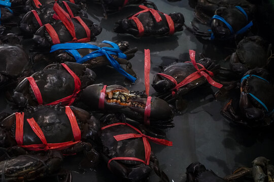 Live mud crabs (*Scylla serrata*) tied with rope to ensure safety during handling.