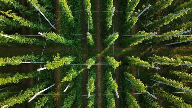 Hop field trellis moving continuously in a steady breeze