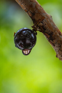 Exotic fruit of the jaboticaba growing on the tree trunk with a rain drop