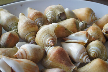 Gonggong snail, an iconic seafood dish from the Riau Islands made from the *Laevistrombus canarium* sea snail. © and