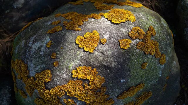 Lichen covered boulder with light sweeping slowly across the surface