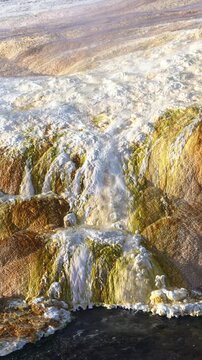 Colorful travertine terraces flowing into Clematis Creek, lower terrace at Mammoth Hot Springs, summer morning on vacation at Yellowstone National Park viewing natural geothermal features
