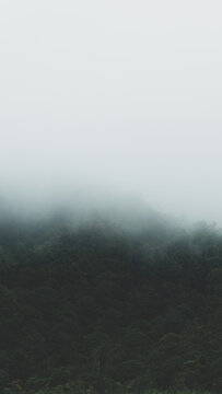 A captivating, atmospheric vertical photograph of a dense, dark green tropical forest blanketed by a thick layer of rolling mist and fog