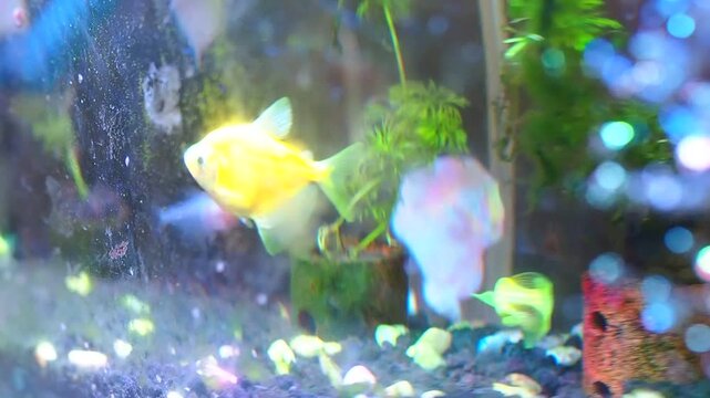 Vibrant Yellow GloFish Swimming in a Colorful Freshwater Aquarium with Bokeh Background