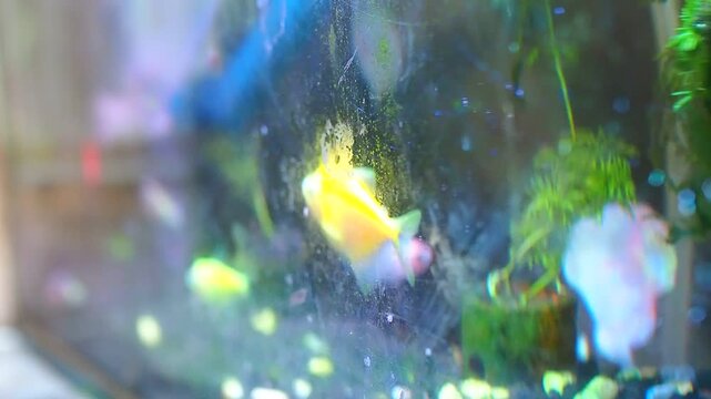 Bright Yellow GloFish Pecking at Algae on Dirty Aquarium Glass in a Colorful Tank