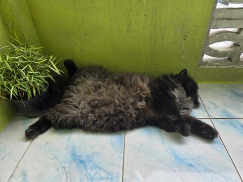 Lazy Feline Nap: A fluffy black cat sprawls comfortably on a tiled floor, enjoying a peaceful nap beside a potted plant, embodying a moment of pure relaxation and contentment.