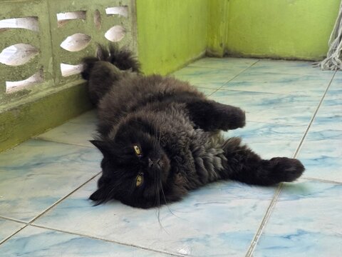 Black Cat Lounging: A fluffy black cat with striking yellow eyes sprawls playfully on a tiled floor, its belly exposed in a display of comfort and relaxation.