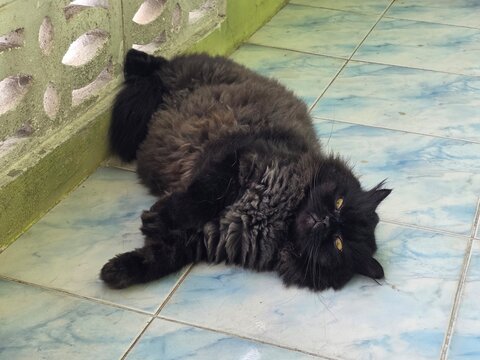 Black Cat Relaxing: A fluffy black cat with striking yellow eyes lounges lazily on a tiled floor, its body sprawled comfortably in a corner.