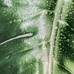 Square monstera leaf background with scattered water droplets, a fresh natural texture perfect for spa branding, skincare packaging and premium tropical product design. © Faruh