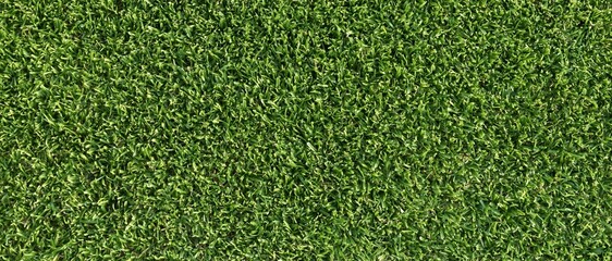 Obraz premium Green grass texture background close up view