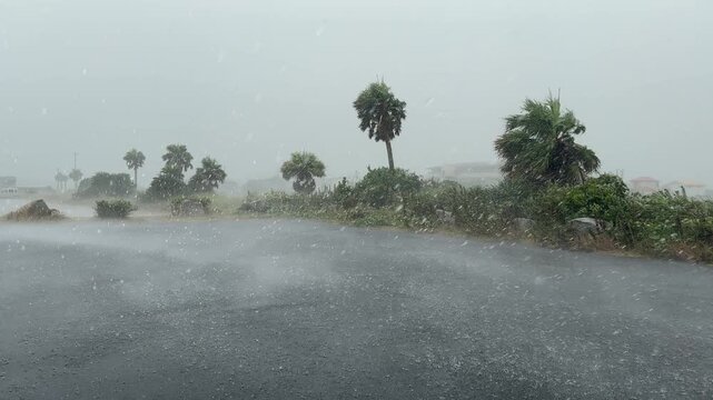Hurricane Hits Coastal Palm Trees With Strong Wind And Heavy Rain