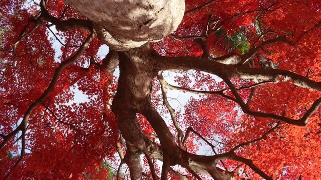 紅葉した大きなカエデの木の根本からドリー撮影した4K動画