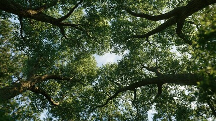 Fototapeta premium Green tree canopy viewed from below against blue