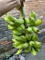 bunch of bananas © EXEL