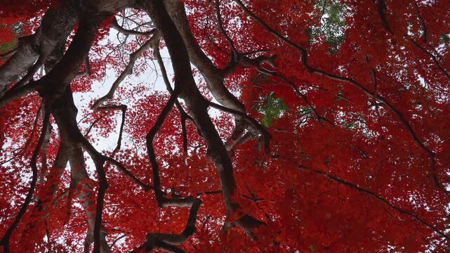 紅葉した大きなカエデの木の根本からドリー撮影した4K動画