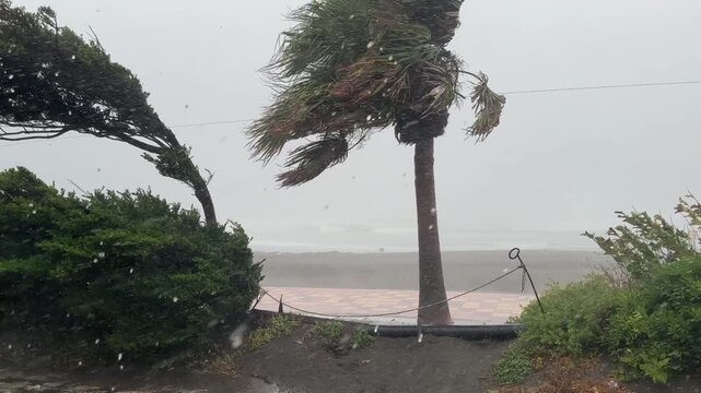 Strong Hurricane Winds Lash Palm Trees On Beach As Hurricane Nears