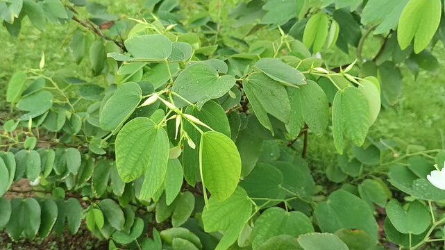 The selected region appears to show a white flower and bilobed leaves of Bauhinia acuminata, commonly known as the dwarf white bauhinia or white orchid tree.