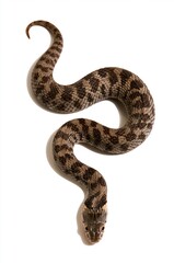 Obraz premium Brown and tan patterned snake coiled on white
