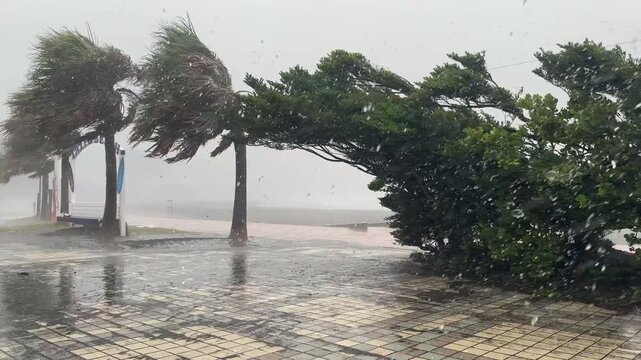 Hurricane Wind And Rain Lash Beach and Palm Tree As Storm Makes Landfall