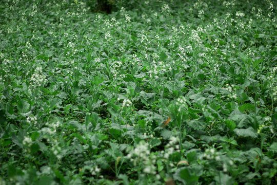 A detailed, high-angle nature photograph capturing a dense, vibrant green field of blooming mustard green crops or wild cruciferous plants