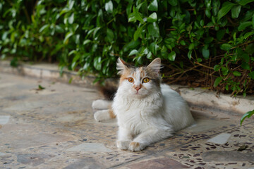 cat in the garden © Ahmed J.R