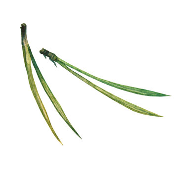 Watercolor pine needles isolated on white background. Hand-painted fir tree branch. Natural element evergreen plant. Botanical clipart for Christmas or New Year card. Wallpaper or wrapping
