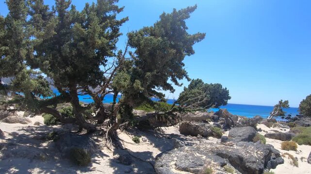 Video of a walk among rocks and juniper cedar trees at Kedrodasos Beach in Crete.