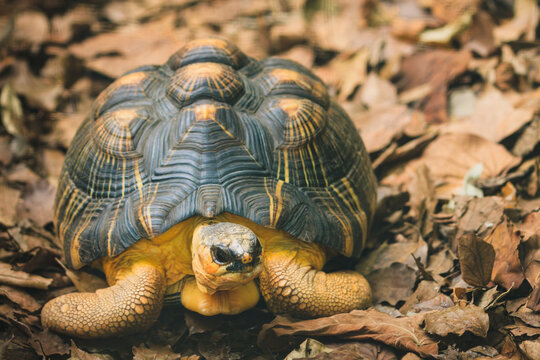 A radiated tortoise slowly crawling through a bed of dry fallen autumn leaves in a natural sanctuary.