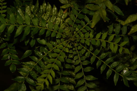 Fresh Sri Lankan curry leaves growing on a curry leaf plant