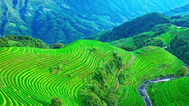 Aerial view of winding road passing through lush green terraced rice fields in Longji Rice Terraces, Guilin, Guangxi Province, China