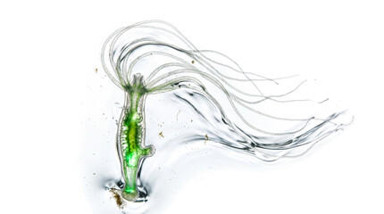 Fototapeta premium Microscopic View of a Single-Celled Organism with Long Cilia and Green Chlorophyll Core Isolated on transparent background