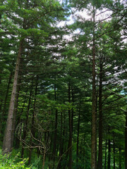 It is a forest with coniferous trees. © binimin