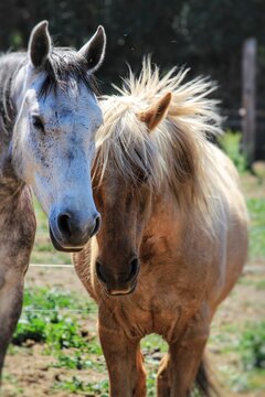 Dos caballos, uno gris claro y otro color crema, juntando sus hocicos en gesto de cari&ntilde;o, con fondo verde desenfocado.