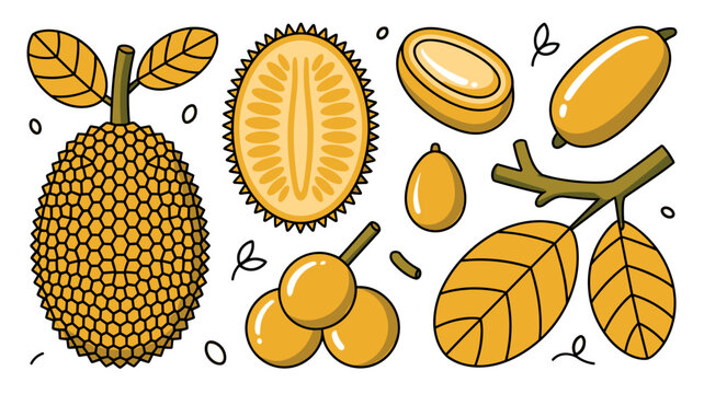 Tropical jackfruit vector illustration set featuring flat icons of whole fruit textured rind cross section halves sweet bulbs and green leaves