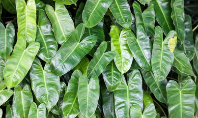 Close-up of the green foliage of Philodendron burle-marxii leaves. © Ink N Propeller