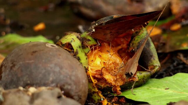 Detailed closeup  video of a dead leaf butterfles, Kallima inachus, naturally feeding on a ripe mango that has fallen to the forest floor during the humid monsoon season in Himachal Pradesh, India