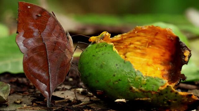 Closeup wildlife footage showing Kallima inachus, the dead leaf butterfly, naturally feeding on a fallen ripe mango in Himachal Pradesh, India, during the humid monsoon season.