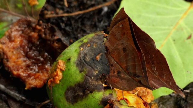 Closeup footage of Kallima inachus, commonly called the dead leaf butterfly, showing natural feeding behaviour on a fallen ripe mango fruit in Himachal Pradesh, India.