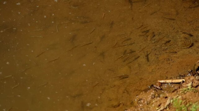 Closeup slow motion video of a zebra danio (Danio rerio), a small freshwater fish, naturally swimming through shallow sediment-rich water at the edge of a freshwater stream in Himachal Pradesh, India.
