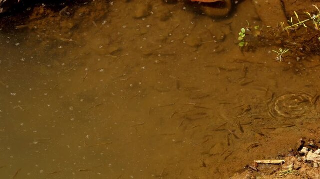 Small freshwater zebra danio (Danio rerio) swimming through shallow, sediment-rich water along the edge of a natural freshwater stream during the summer season in Himachal Pradesh, India.