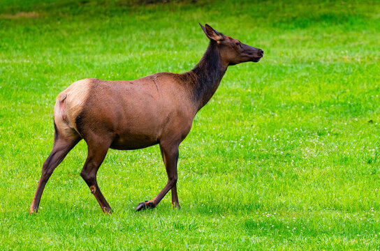 Cow elk trotting through a mowed field in the Great Smoky Mountains, North Carolina, USA