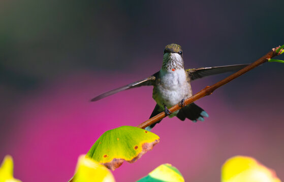 Juvenile male ruby-throated hummingbird stretching its wings and perched on the branch of a gingko biloba tree
