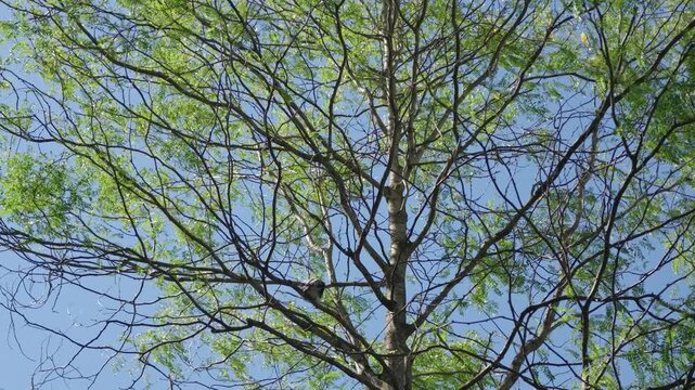Tree branches with new green leaves growing against a clear blue sky in spring