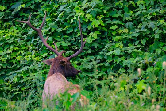 Bull elk in Cherokee, North Carolina eating kudzu on a steep mountainside slope