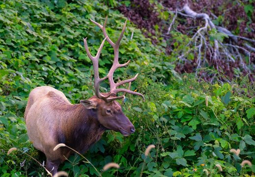Bull elk on a steep mountainside eating kudzu in Cherokee, North Carolina