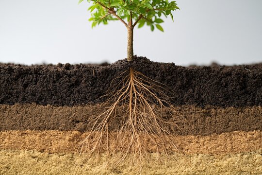Young tree with exposed roots in soil layers