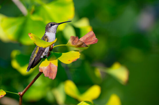 Immature male ruby-throated hummingbird perched in a gingko biloba tree