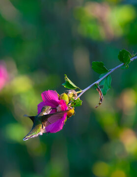 Juvenile male ruby-throated hummingbird hovering at a rose of Sharon collecting nectar