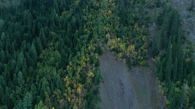 backward flying aerial drone shot revealing a steep mountain slope covered in vibrant autumn birch trees and dense evergreen pine forests