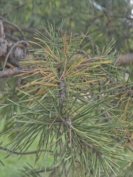 oung green pine sapling needles close up